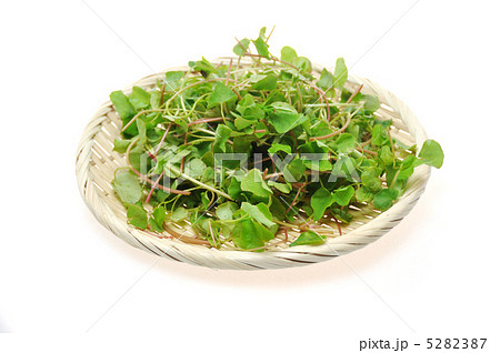 蕎麦新芽 5282387