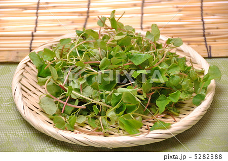 蕎麦新芽 5282388