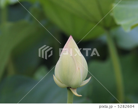 清楚に咲くレンコン畑のハスの花の写真素材