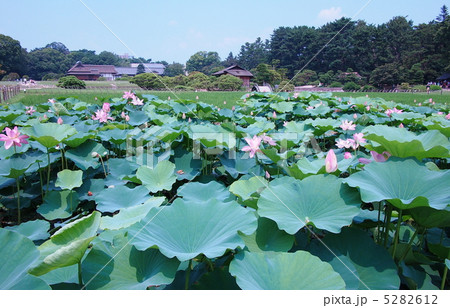 岡山市後楽園のハス池 5282612