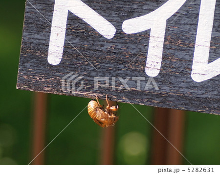 空蝉〈クローズアップ） 5282631