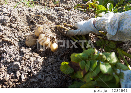 収穫 収穫 5282641