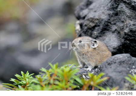 エゾナキウサギの子供 5282646