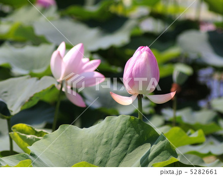 岡山市後楽園の蓮の花 5282661
