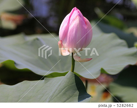 岡山市後楽園の蓮の花 5282662
