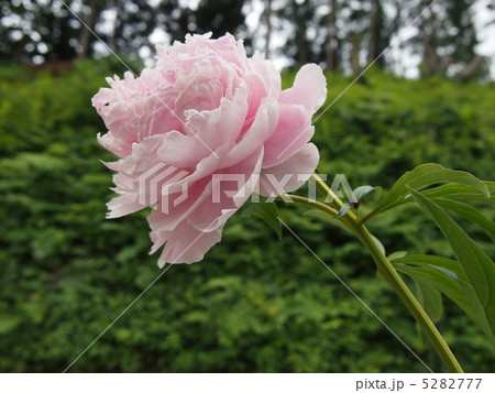 芍薬 5282777