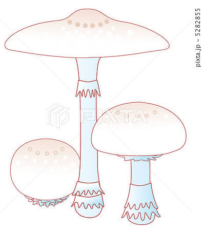 毒キノコ　オオシロカラカサタケ 5282855