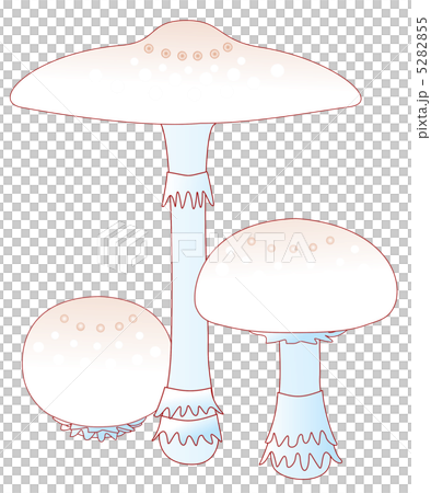 毒キノコ　オオシロカラカサタケ 5282855