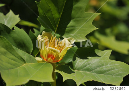 樹木の花 ~ユリノキ~ 樹木の花 ~ユリノキ~ 5282862