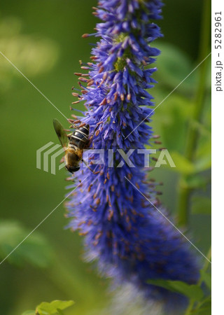 エゾクガイソウとハチ 5282961