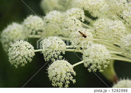 エゾニュウとハチ 5282986