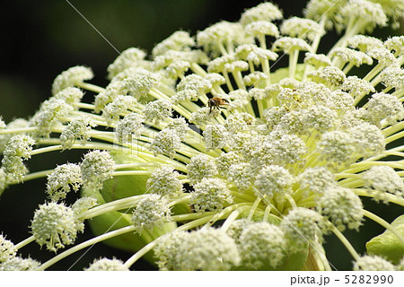 エゾニュウとハチ エゾニュウとハチ 5282990
