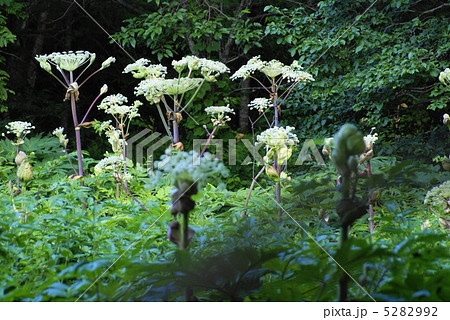 エゾニュウ 5282992