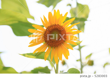 ヒマワリ 5283003