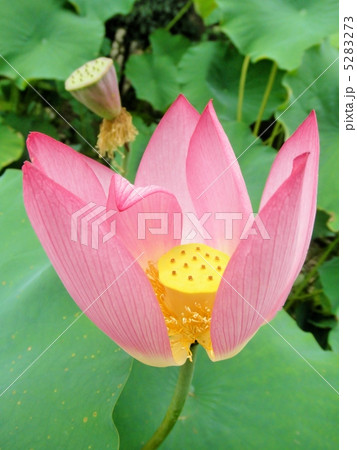 蓮の花 大賀蓮 オオガハス 花言葉 純真な心 Lotus Flowerの写真素材