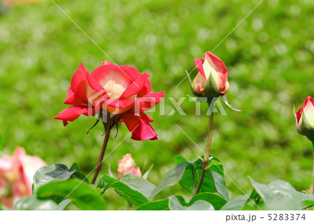 神代植物公園の朱色の薔薇の花 ローラの写真素材