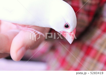 文鳥のぶんちゃん 文鳥のぶんちゃん 5283419