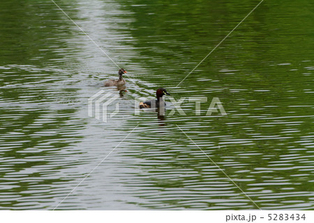 舎人公園の池のカイツブリと幼鳥 5283434