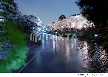 千鳥ヶ淵の桜並木のライトアップと湖面に映える景観 5283440