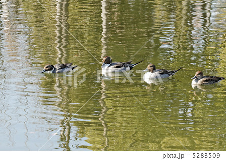 荒川自然公園の池で周遊中のオナガガモ 5283509