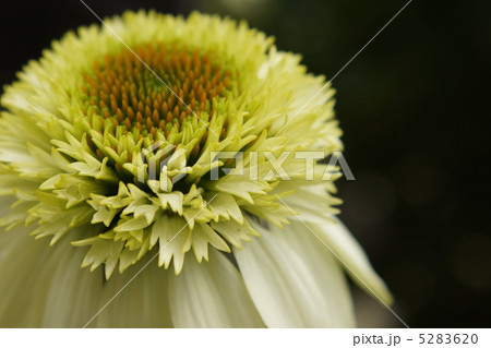 エキナセア エキナセア 5283620