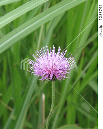 あざみ1 あざみ1 5283745