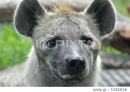ハイエナ ハイエナ 5283818