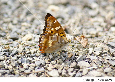 蝶々 5283829