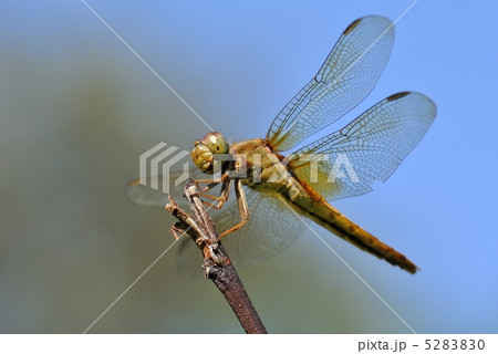 ショウジョウトンボ　♀ 5283830