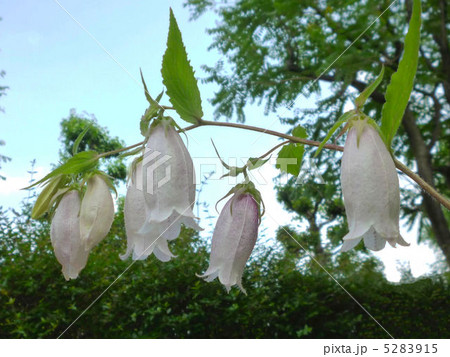 ホタルブクロ ホタルブクロ 5283915