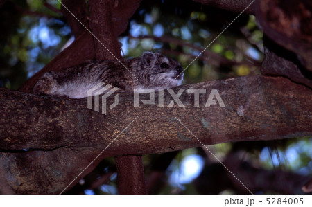 樹上のツリーハイラックス 5284005