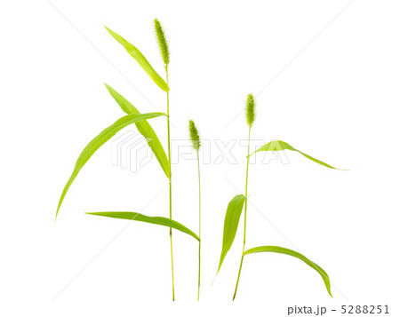 エノコログサ 5288251