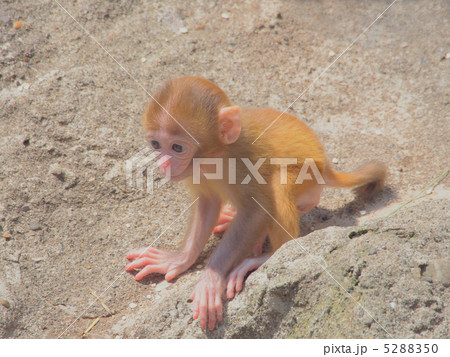 可愛いアカゲザルの赤ちゃん 5288350