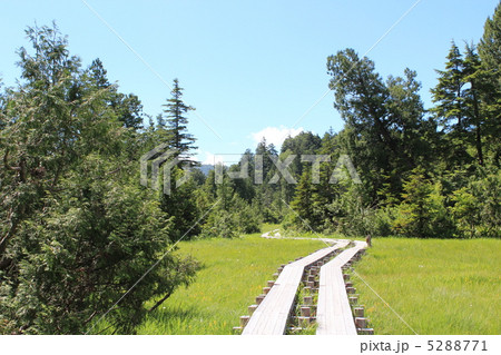 尾瀬沼にて　くねった木道 5288771