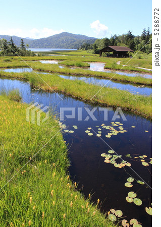 尾瀬沼にて　沼尻の池塘 5288772