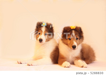 ２頭のシェルティ 5288830