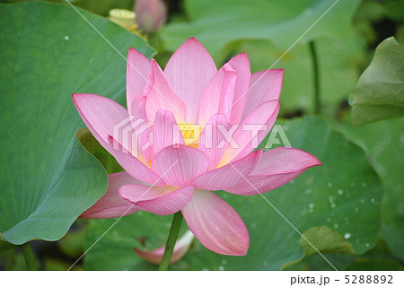 古代蓮・開花 5288892