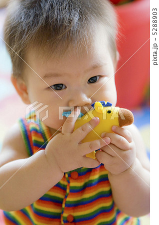 人形をくわえる赤ちゃん 5288903