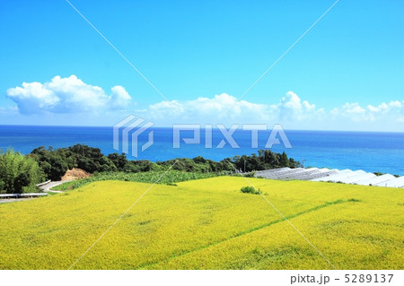 夏の景色 夏の景色 5289137