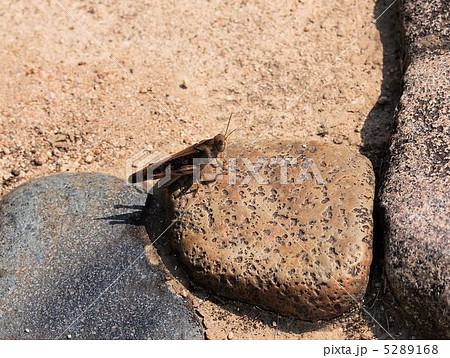 踏み石の上のバッタ 踏み石の上のバッタ 5289168