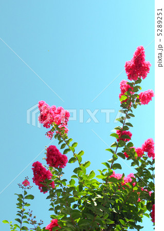 サルスベリ 5289251