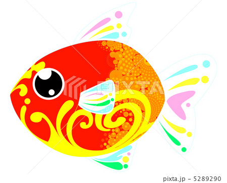 夏金魚 5289290