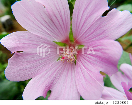 ハナアオイ(花葵) ハナアオイ(花葵) 5289305