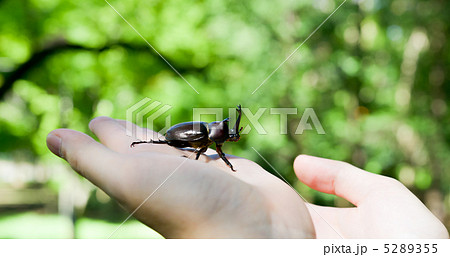 カブトムシ採集 5289355