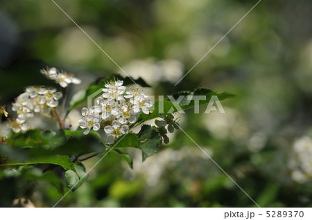 樹木の花 ~カマツカ~ 樹木の花 ~カマツカ~ 5289370