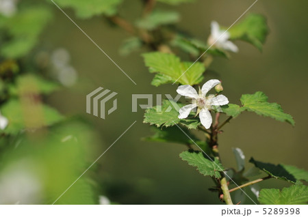 樹木の花 ~ニガイチゴ~ 樹木の花 ~ニガイチゴ~ 5289398