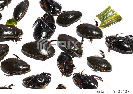 ゲンゴロウ　食用昆虫　タイ王国　 5289583