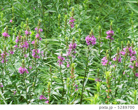 ミソハギ／自然教育園 5289700