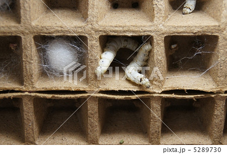 繭づくり 5289730