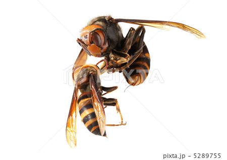 オオスズメバチ Vs ヒメスズメバチの写真素材